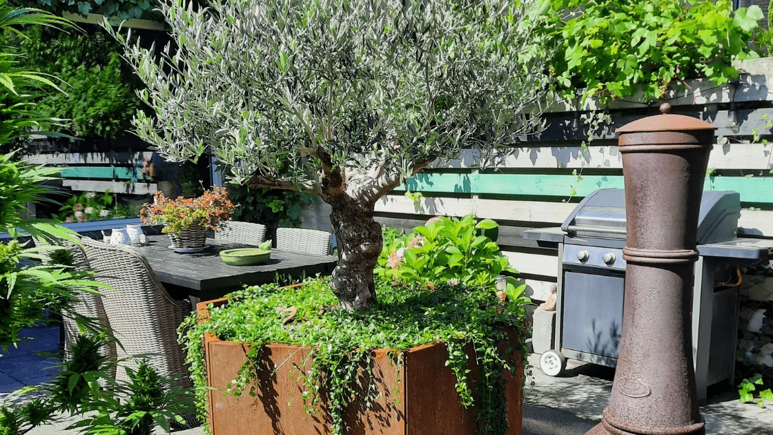 Olivovník v velkém květináči: jak vybrat správný květináč a tipy na péči